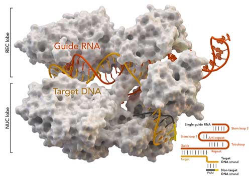 CRISPR-associated protein Cas9 (white) from Staphylococcus aureus based on Protein Database ID 5AXW