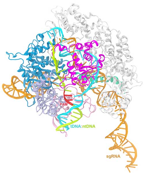 Cas9 protein from Streptococcus pyogenes (spCas9), combined with a single guide RNA (sgRNA), on a double strand DNA (dsDNA) substrate