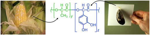 a new type of adhesive combines the bonding chemistry of shellfish with a bio-based polymer that can be derived from corn