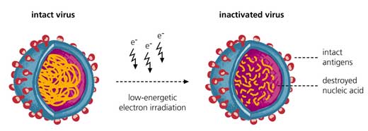 Viral inactivation by means of electron irradiation