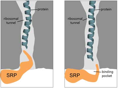 The protein-sorting complex SRP scans the ribosome protein tunnel where proteins are being synthesized