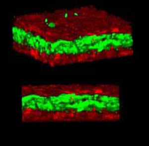 fluorescent imaging of tissue layers