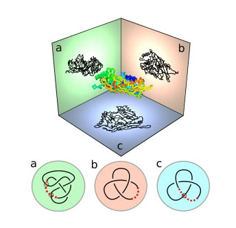 A Three-Dimensional Protein Molecule