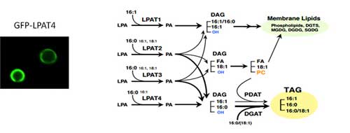 Model of de novo lipid biosynthetic pathway mediated by the four LPATs in Nannochloropsis