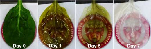 Time-lapse Sequence of Spinach Leaf Decellularization