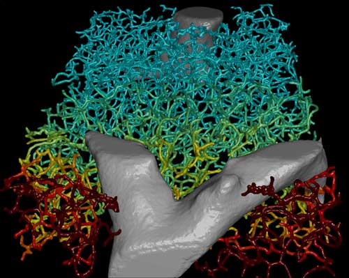 A 3D representation of the geometry of the biliary network with the superimposed bile velocity profile shown as color-code