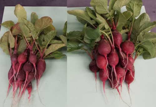 The radishes on the right were grown with the help of a bionic leaf that produces fertilizer with bacteria, sunlight, water and air