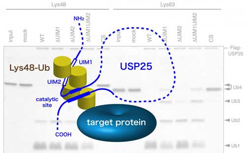 Schematic Model for the Role of Tandem UIMs in USP25
