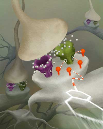 neural synaptic receptor