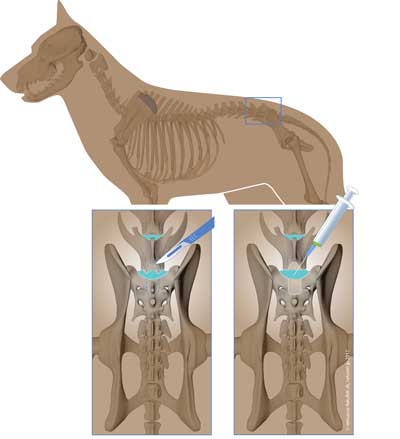 To New Intervertebral Discs with Stem Cells in dogs