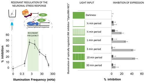 A simple optogenetic MAPK inhibitor design reveals resonance between transcription-regulating circuitry and temporally-encoded inputs