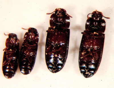 four varieties of the flour beetle Tribolium castaneum