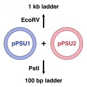 This is a schematic of pPSU1 and pPSU2 plasmids