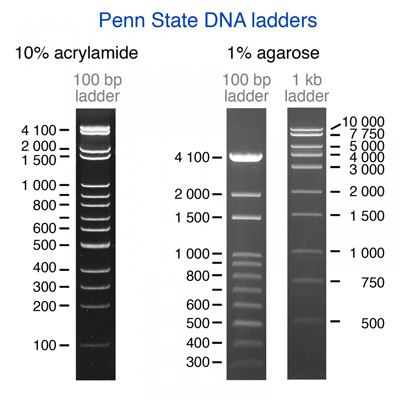 Gel electrophoresis images of two DNA ladders created by cutting the pPSU1 and pPSU2 plasmids with restriction enzymes