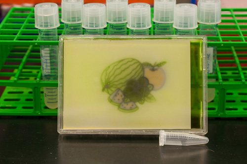 colored images on culture plates by using red, green, and blue lights to control the pigment produced by bacteria
