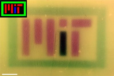 Colored images (insets) were projected onto plates of bacteria containing the RGB system to spell MIT