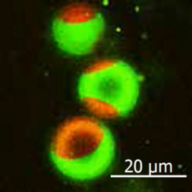 green fluorescent sphingomyelin molecule is localized in the raft-like region of the artificial membrane