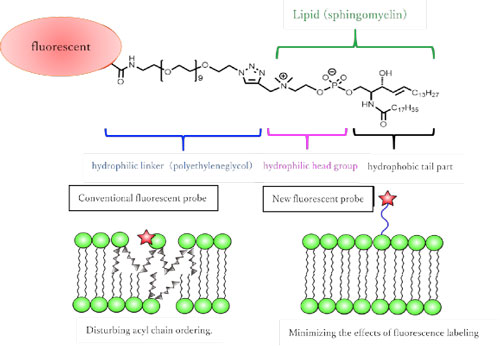 synthesized sphingomyelin fluorescent analogue molecule