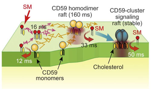 Schematic diagram of transient binding of sphingomyelin to various forms of CD59