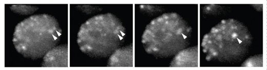 liquid-like fusion of heterochromatin protein 1a droplets in the embryo of a fruit fly