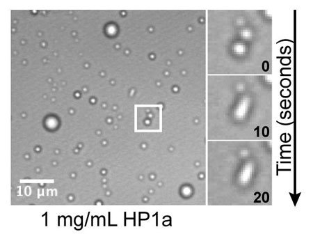 heterochromatin protein 1a forming liquid droplets in an aqueous solution