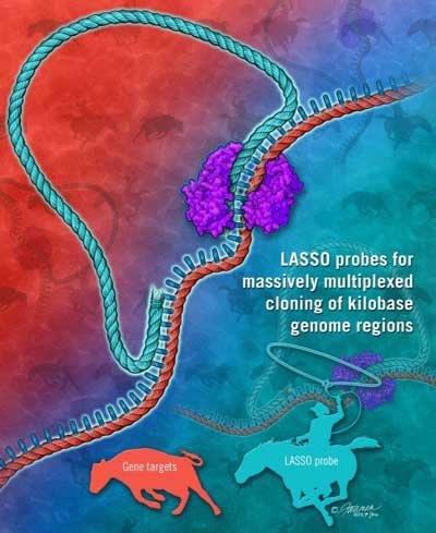 New DNA-based LASSO molecule probe can bind target genome regions for functional cloning and analysis