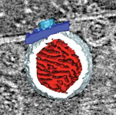 FHV Replication Spherule Render