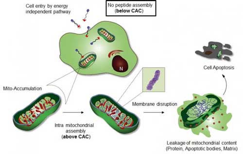 Figure shows Intra-mitochondrial assembly of Mito-FF