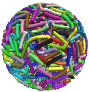 Molecular Dynamics Simulations of Bactiophage DNA