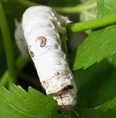 Chinese silkworm Bombyx mori