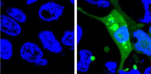Image of cells expressing the AgHalo sensor before (left) and after (right) cellular stress