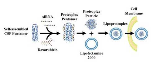Lipoproteoplex allows researchers to swap out a supercharged protein or lipid component and any number of siRNA to address a specific cell line and type of drug