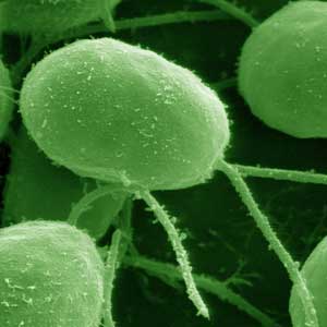 Green microalga Chlamydomonas reinhardtii