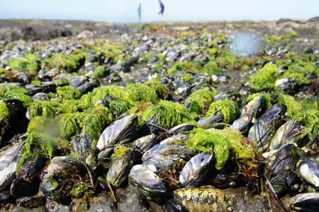 mussels adhering to surfaces in intertidal zone