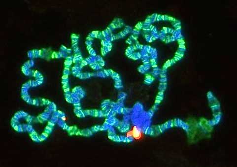 Lit Up Locus