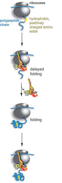 function of molecular folding helpers