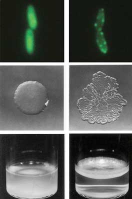 bacteria in the lab
