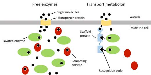 In baker’s yeast, various enzymes compete for sugar molecules that are introduced into the cell by transport proteins