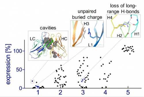 Learning the rules of antibody design