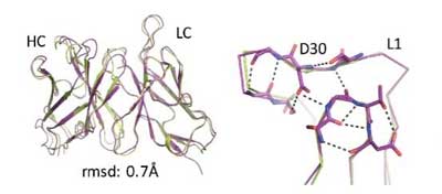 Computer designs (lime green) of proteins are compared with experimental structures (purple) at the atomic level