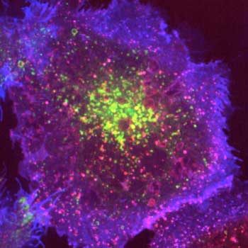 Endocytic vesicles made by ‘hot-wiring’