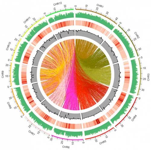 Genome-wide distribution of fast neutron-induced mutations in the Kitaake (a model cultivar) rice mutant population
