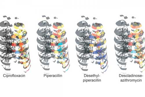 This image shows the distributions of antibiotics and their breakdown products throughout the lung