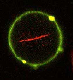 Artificial vesicle with a lipid cover