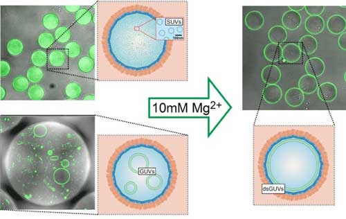 Lipid vesicles encapsulated in copolymer-stabilized droplets