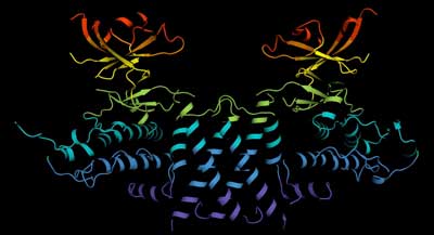 3-D Structure of Molecular Scaffold SgK223