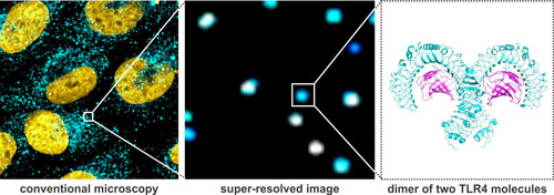 Quantitative single-molecule imaging of TLR4 reveals ligand-specific receptor dimerization