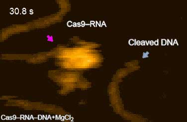 HS-AFM movies of DNA cleavage by Cas9–RNA