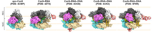 Structures of Cas9