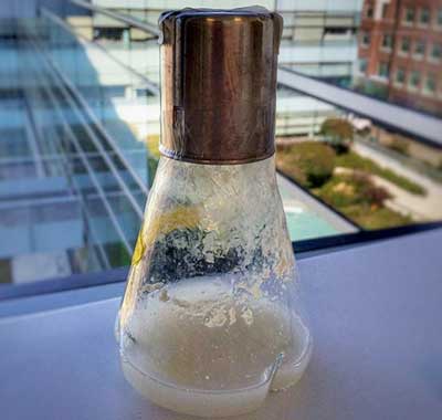 This 50-milliliter flask contains a symbiotic mix of bacteria